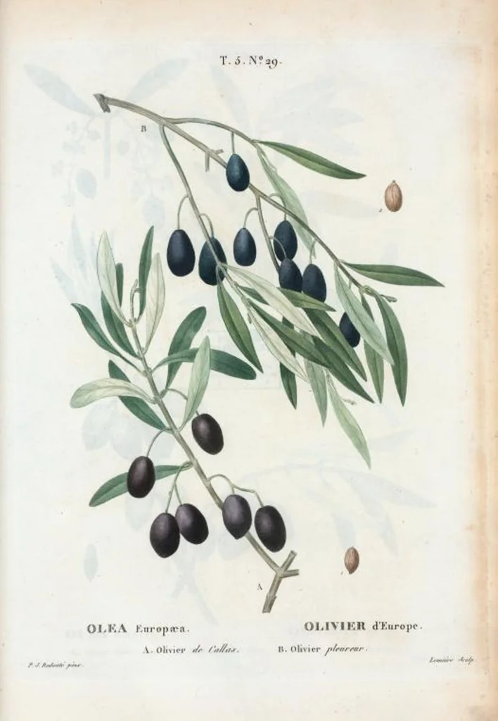 An illustration from Nouveau Duhamel, 1801, leaf 291