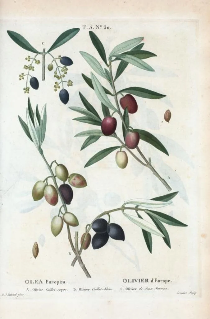 An illustration from Nouveau Duhamel, 1801, leaf 292