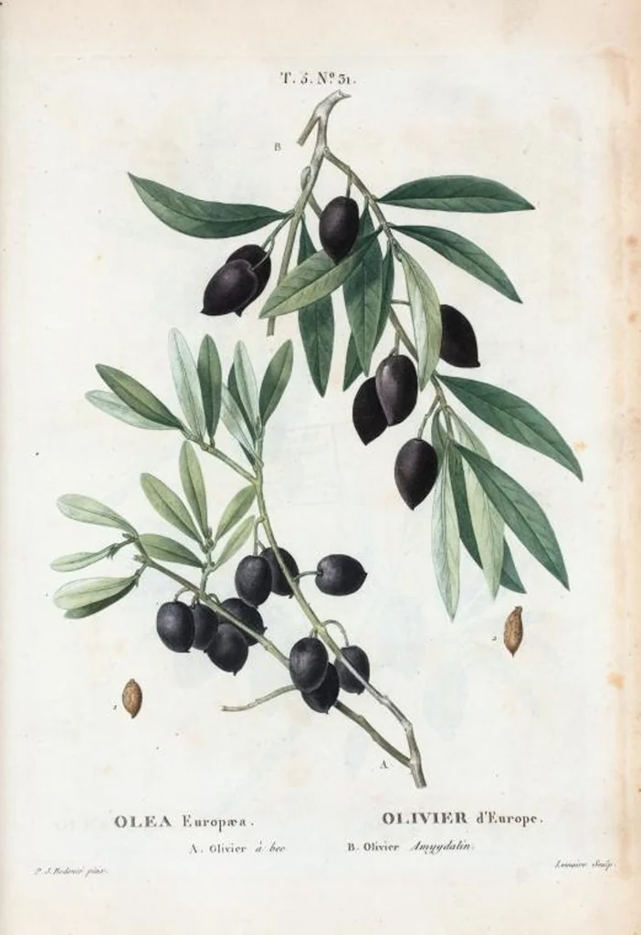 An illustration from Nouveau Duhamel, 1801, leaf 293