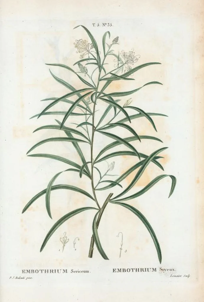 An illustration from Nouveau Duhamel, 1801, leaf 297