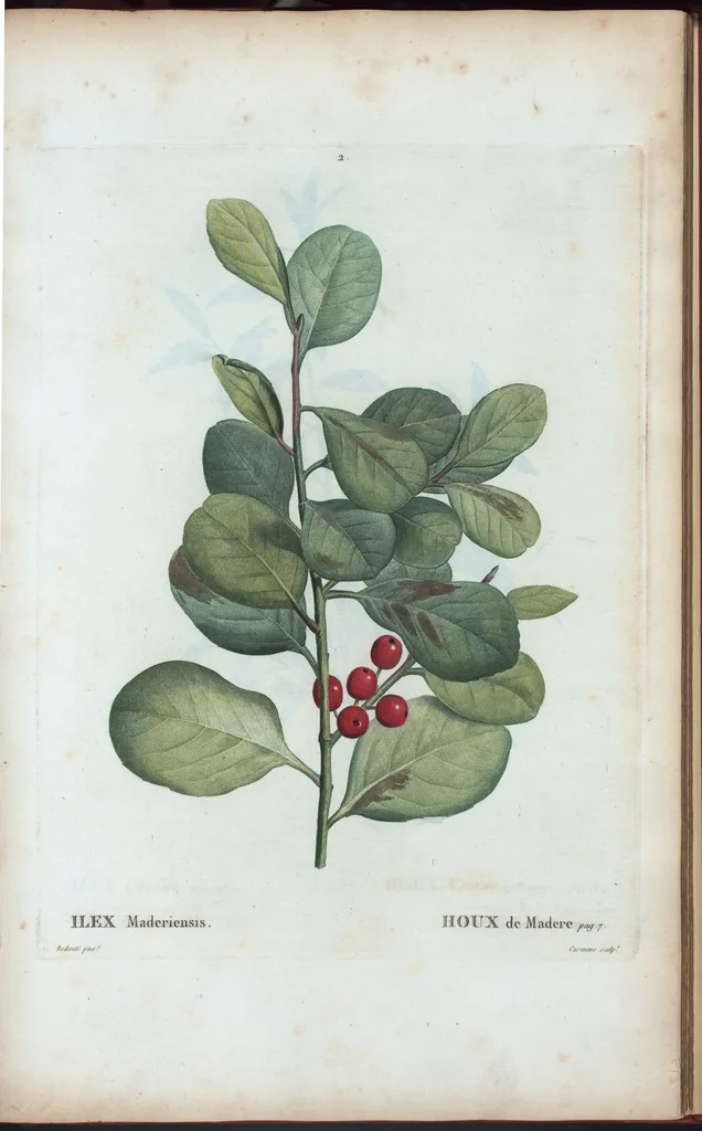 An illustration from Nouveau Duhamel, 1801, leaf 3