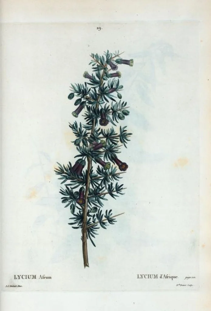 An illustration from Nouveau Duhamel, 1801, leaf 30