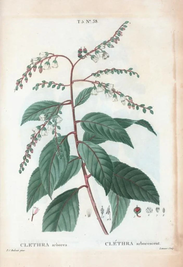 An illustration from Nouveau Duhamel, 1801, leaf 300