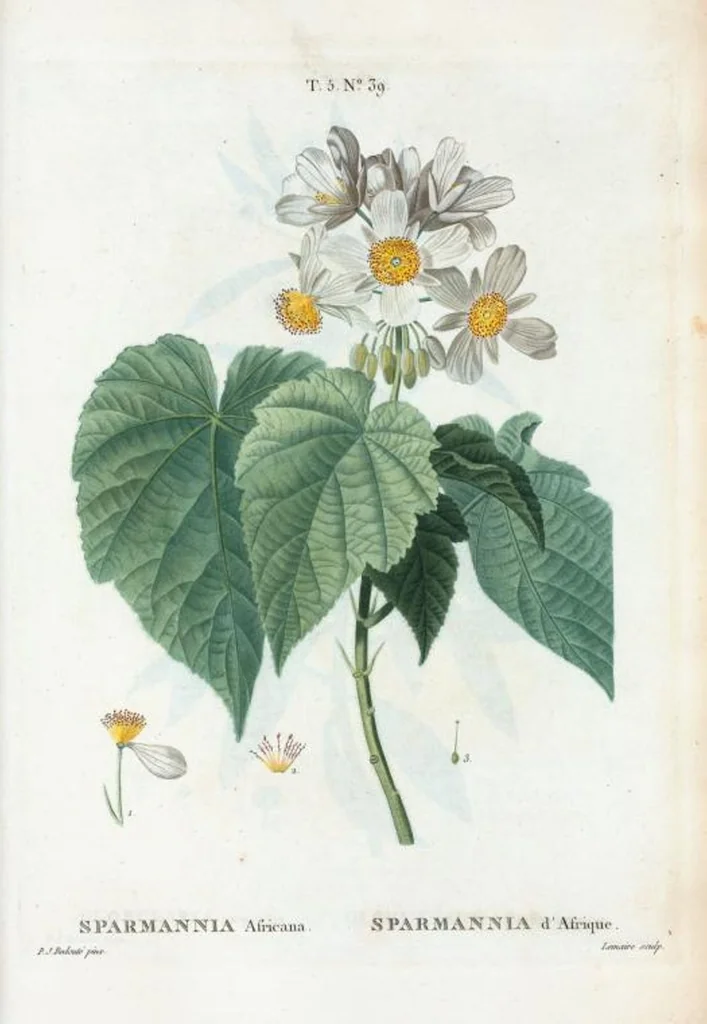 An illustration from Nouveau Duhamel, 1801, leaf 301
