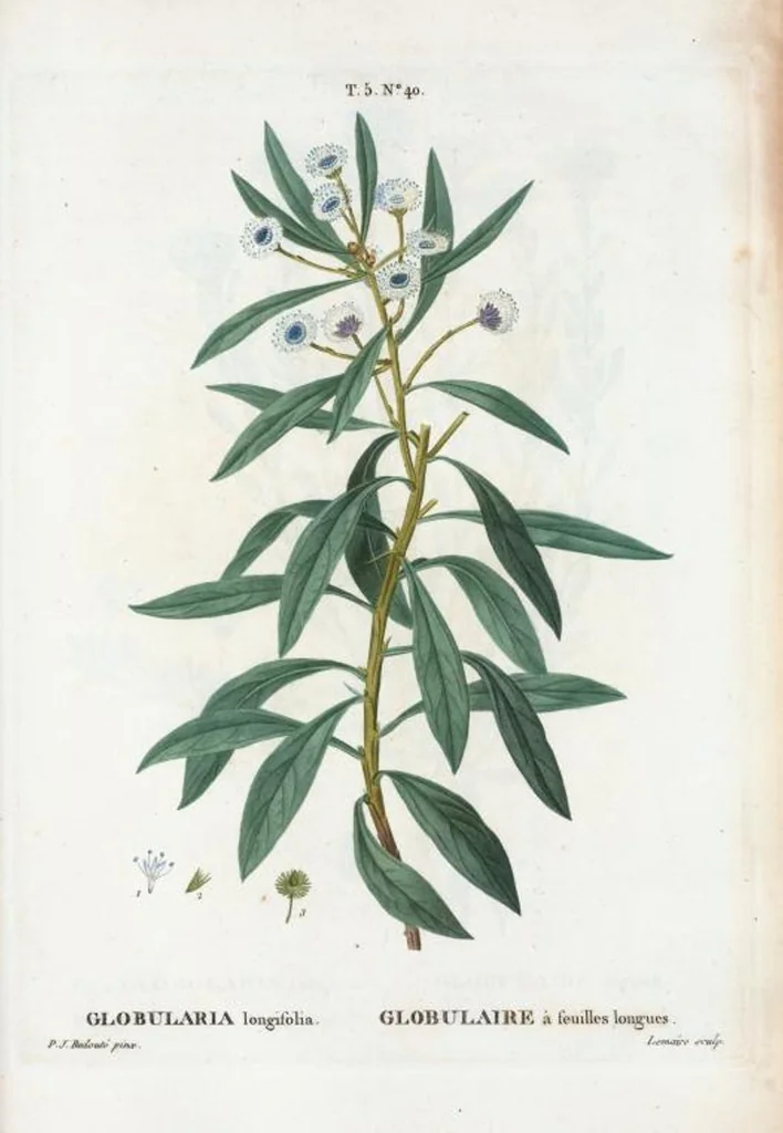 An illustration from Nouveau Duhamel, 1801, leaf 302