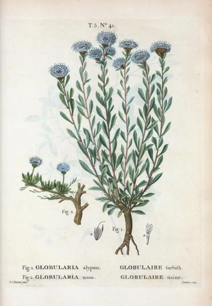 An illustration from Nouveau Duhamel, 1801, leaf 303