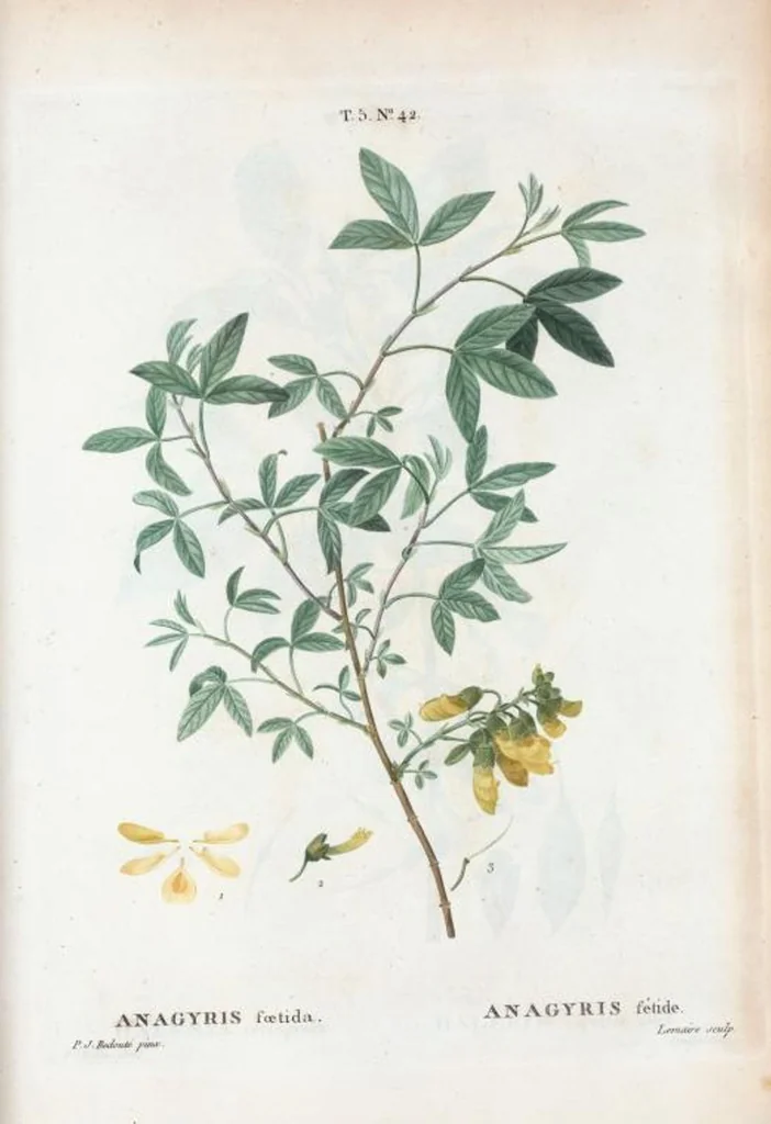 An illustration from Nouveau Duhamel, 1801, leaf 304