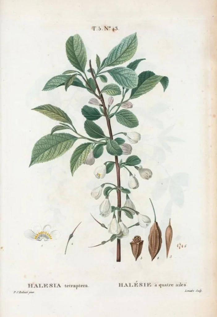An illustration from Nouveau Duhamel, 1801, leaf 305