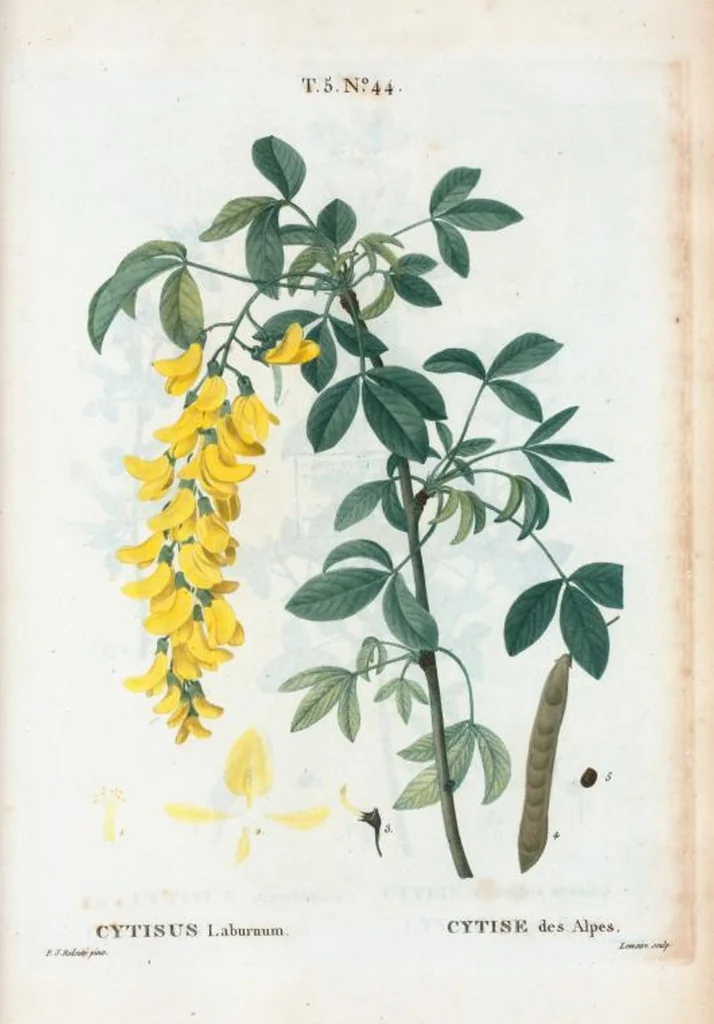 An illustration from Nouveau Duhamel, 1801, leaf 306