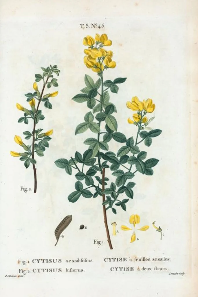 An illustration from Nouveau Duhamel, 1801, leaf 307