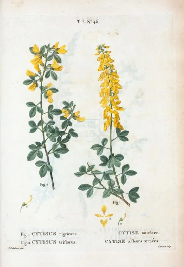 An illustration from Nouveau Duhamel, 1801, leaf 308