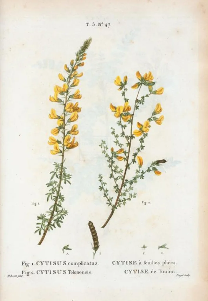 An illustration from Nouveau Duhamel, 1801, leaf 309
