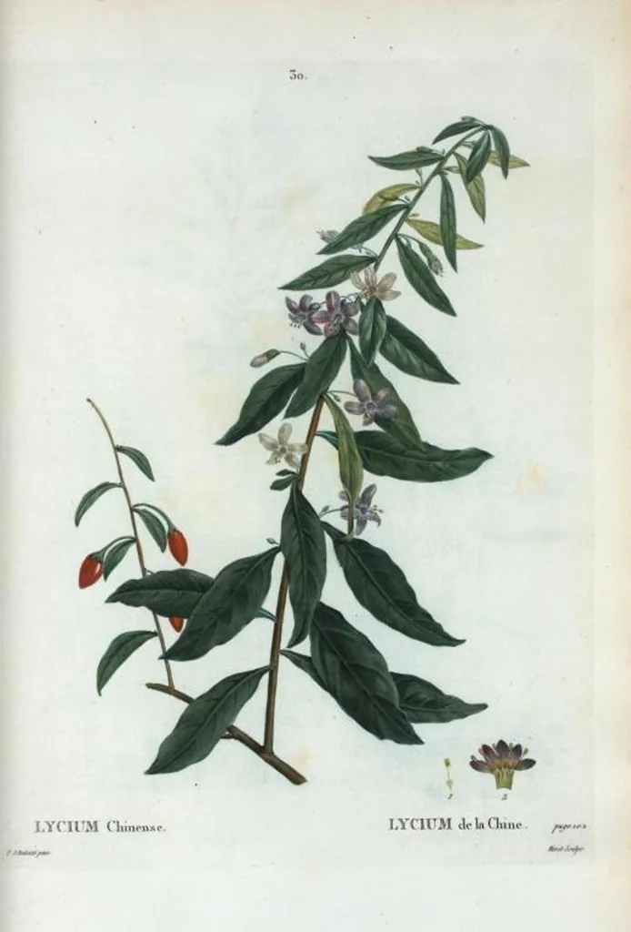 An illustration from Nouveau Duhamel, 1801, leaf 31