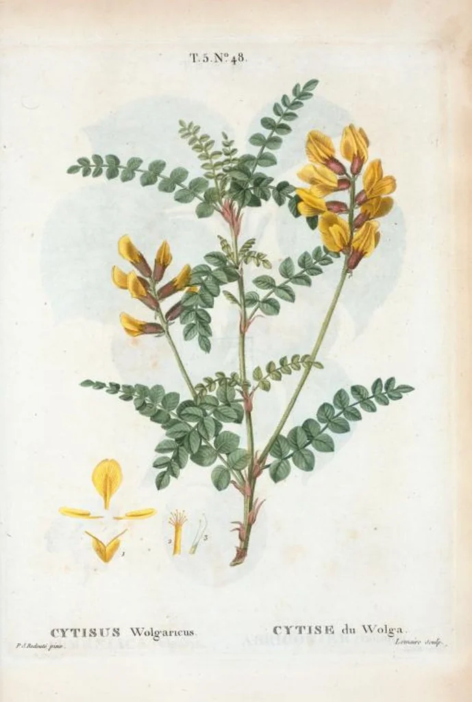 An illustration from Nouveau Duhamel, 1801, leaf 310