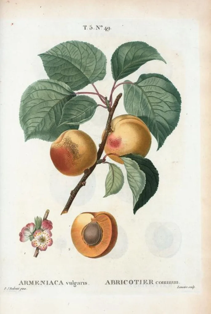 An illustration from Nouveau Duhamel, 1801, leaf 311