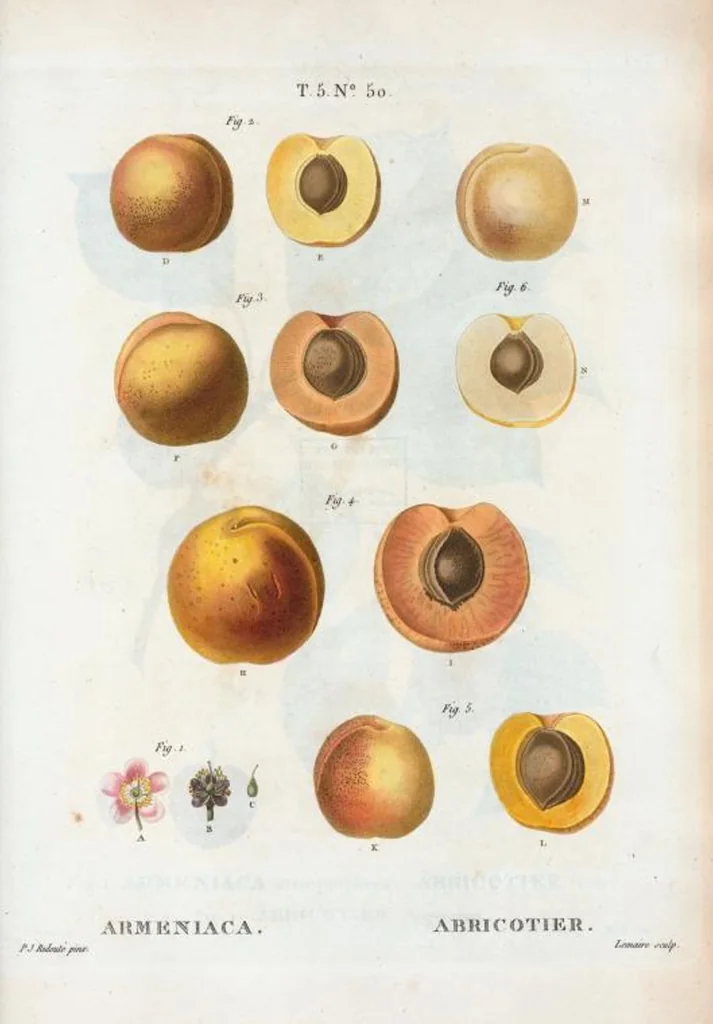 An illustration from Nouveau Duhamel, 1801, leaf 312