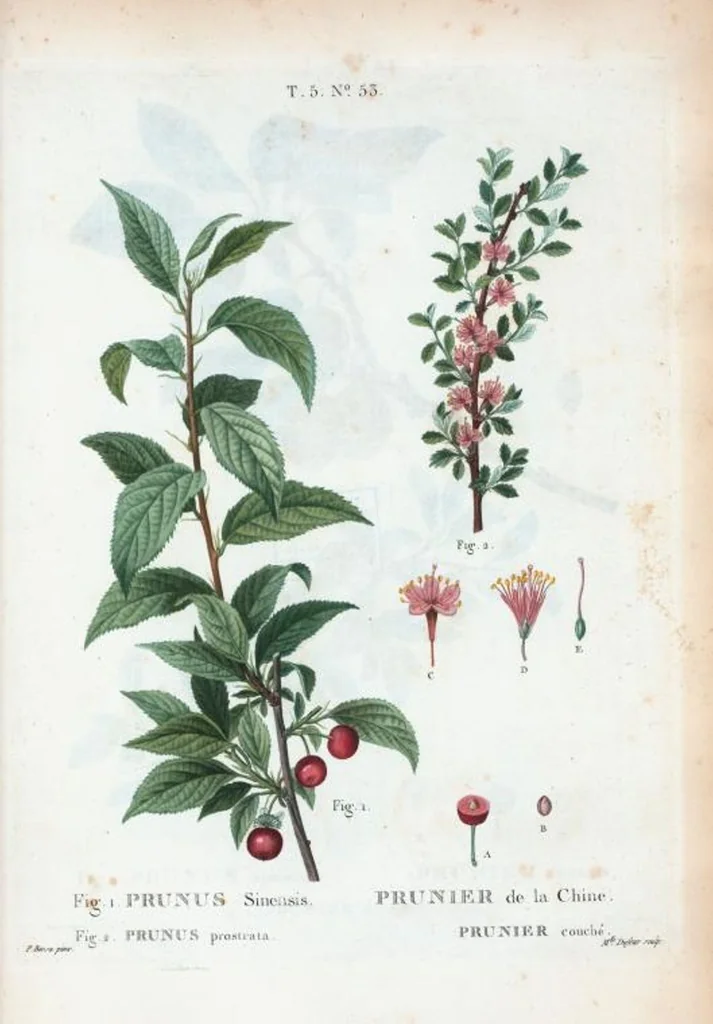 An illustration from Nouveau Duhamel, 1801, leaf 315