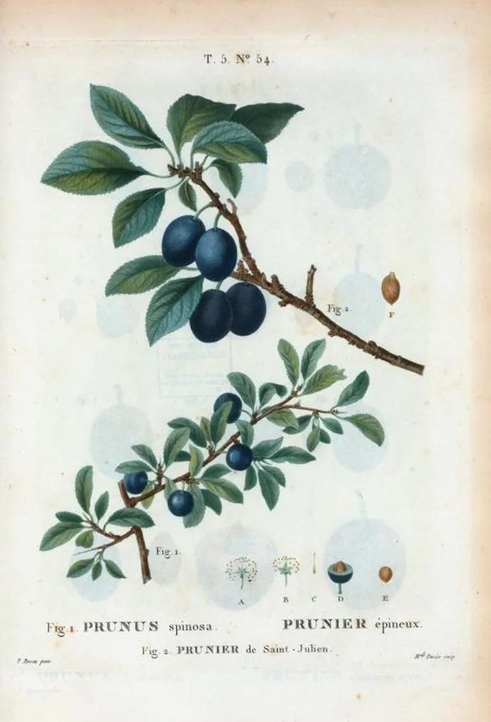 An illustration from Nouveau Duhamel, 1801, leaf 316