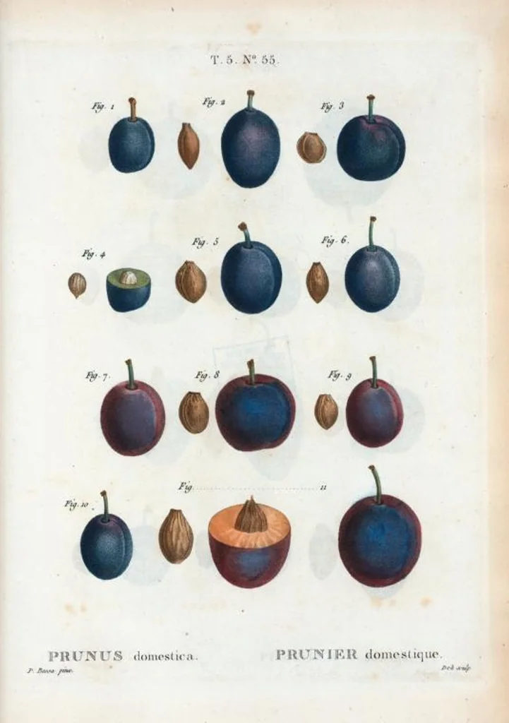 An illustration from Nouveau Duhamel, 1801, leaf 317