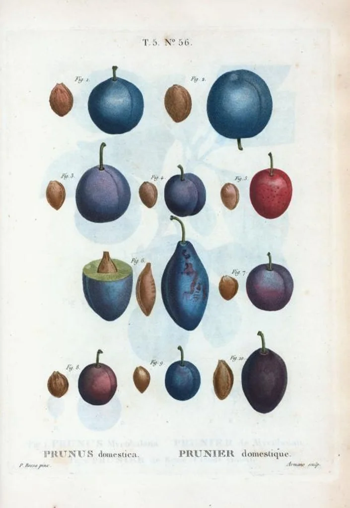 An illustration from Nouveau Duhamel, 1801, leaf 318