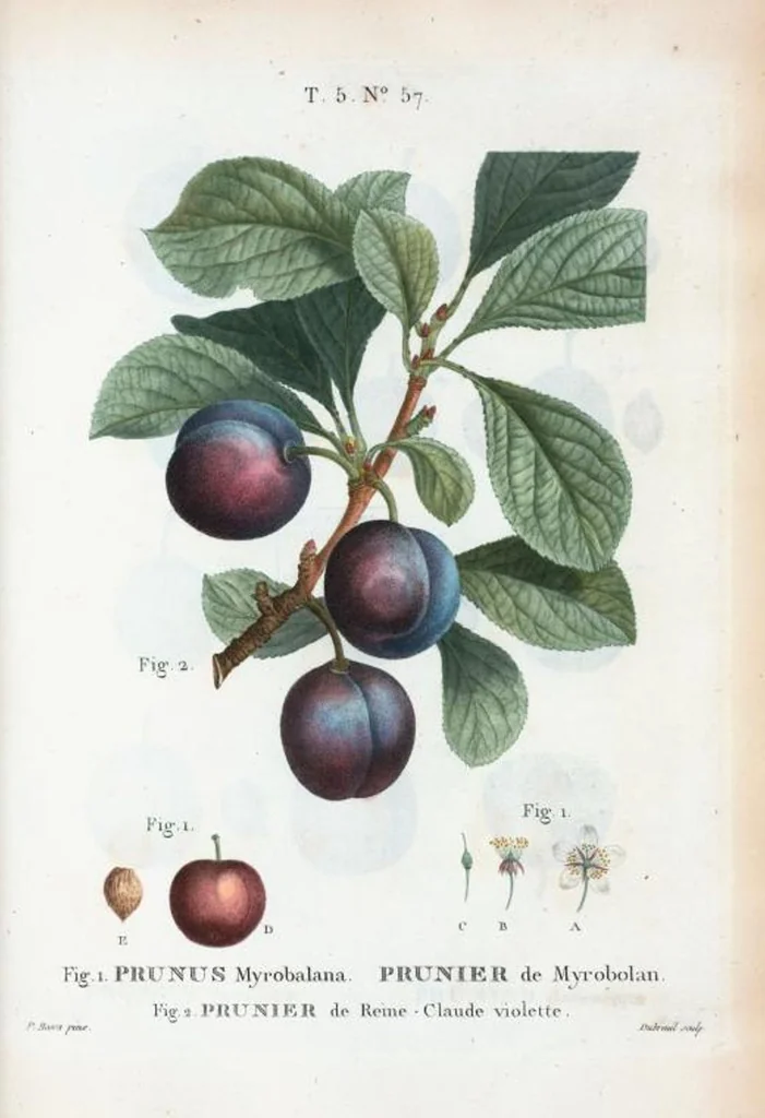 An illustration from Nouveau Duhamel, 1801, leaf 319