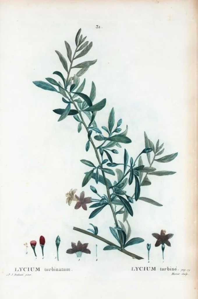 An illustration from Nouveau Duhamel, 1801, leaf 32
