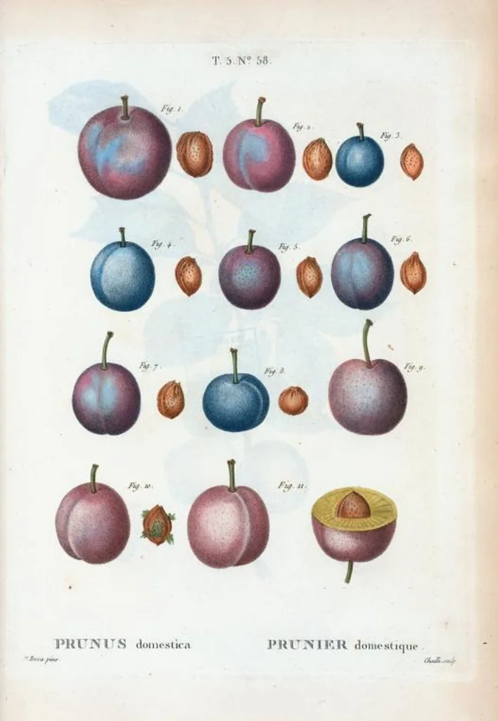 An illustration from Nouveau Duhamel, 1801, leaf 320