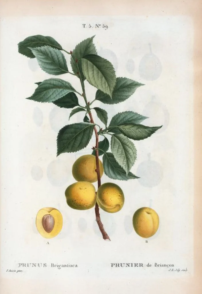 An illustration from Nouveau Duhamel, 1801, leaf 321