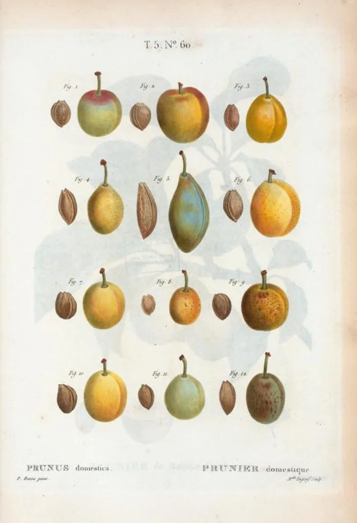 An illustration from Nouveau Duhamel, 1801, leaf 322