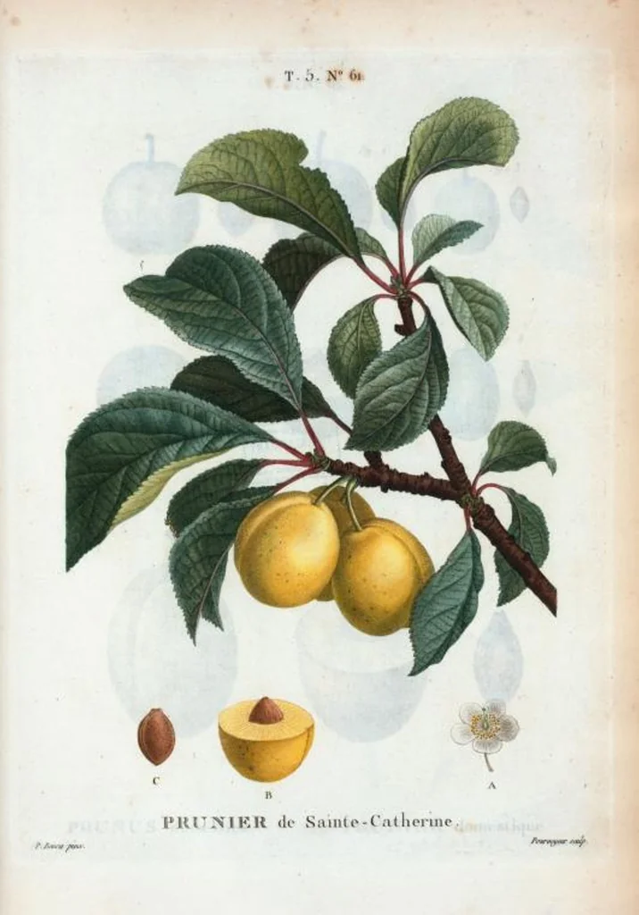An illustration from Nouveau Duhamel, 1801, leaf 323
