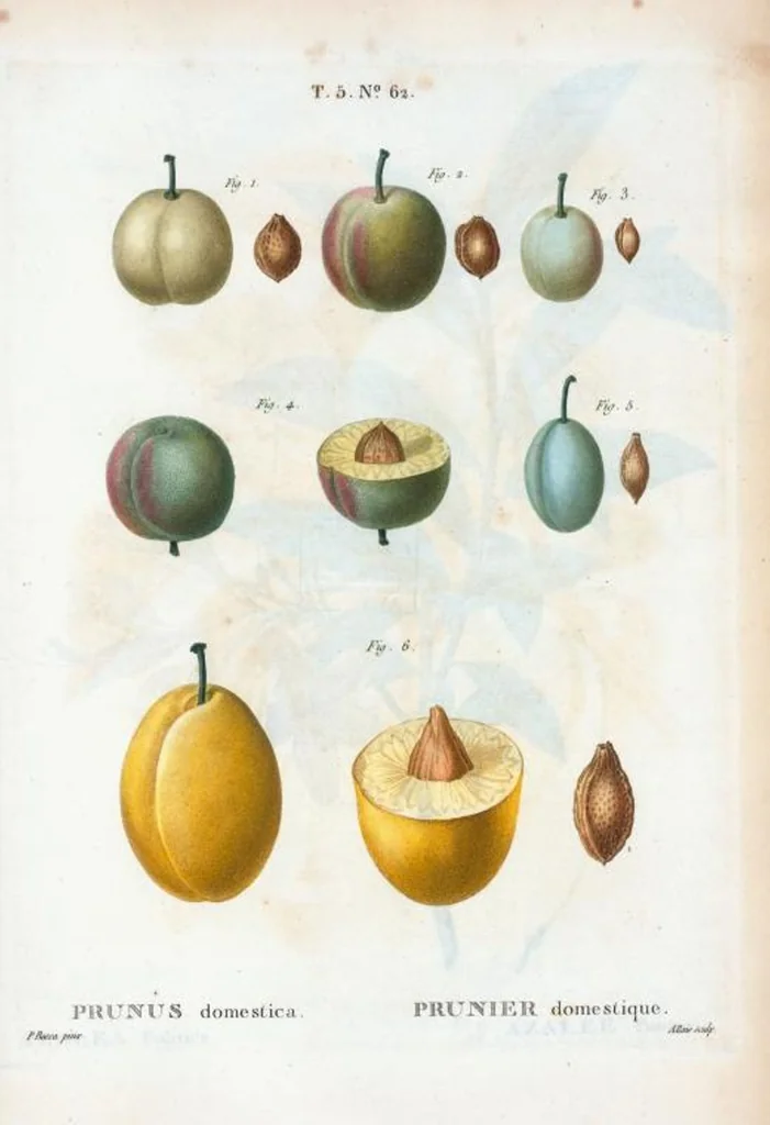 An illustration from Nouveau Duhamel, 1801, leaf 324