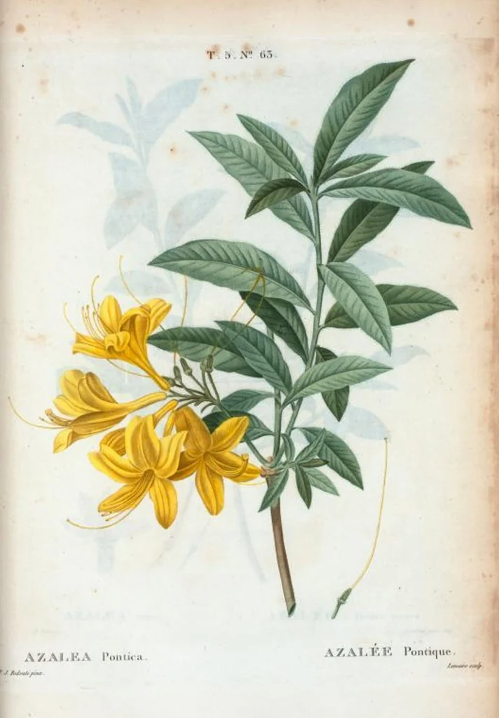 An illustration from Nouveau Duhamel, 1801, leaf 325