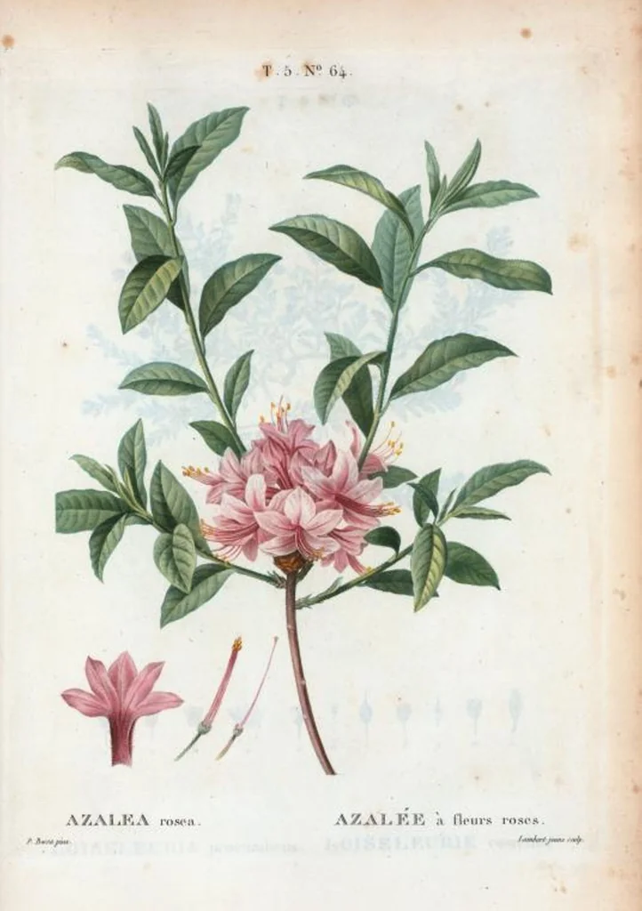 An illustration from Nouveau Duhamel, 1801, leaf 326