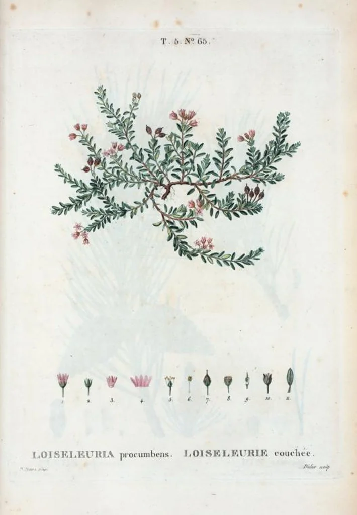 An illustration from Nouveau Duhamel, 1801, leaf 327