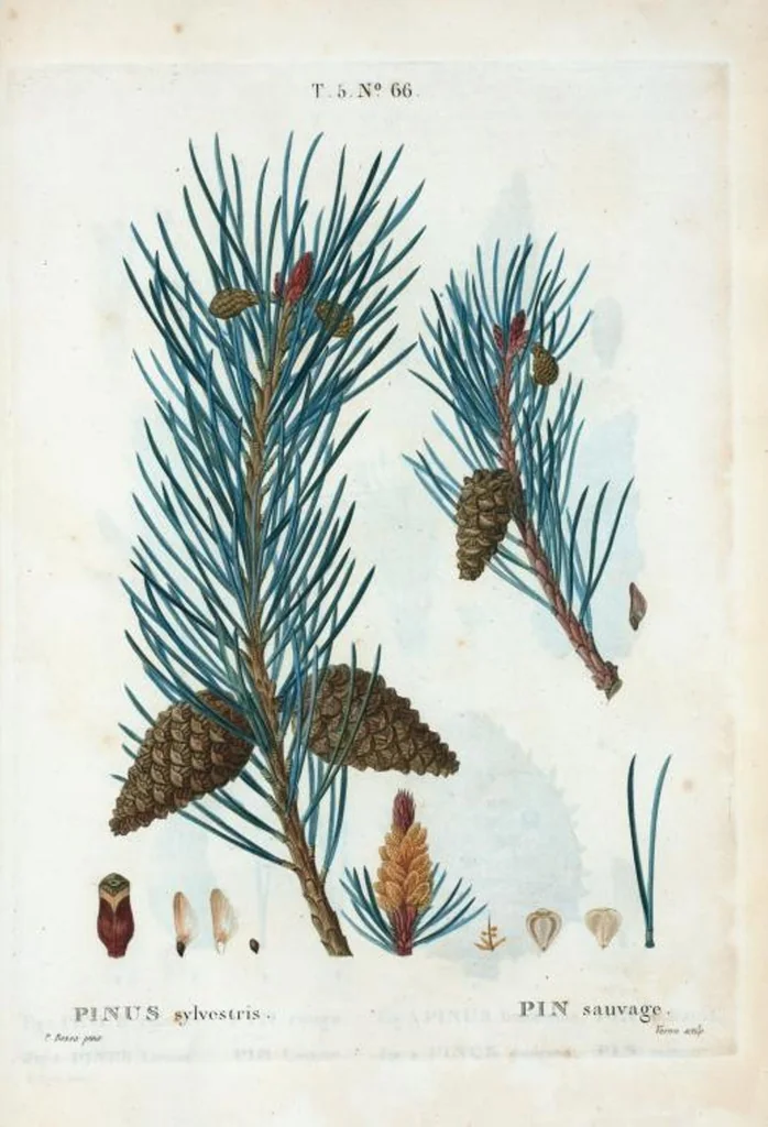An illustration from Nouveau Duhamel, 1801, leaf 328