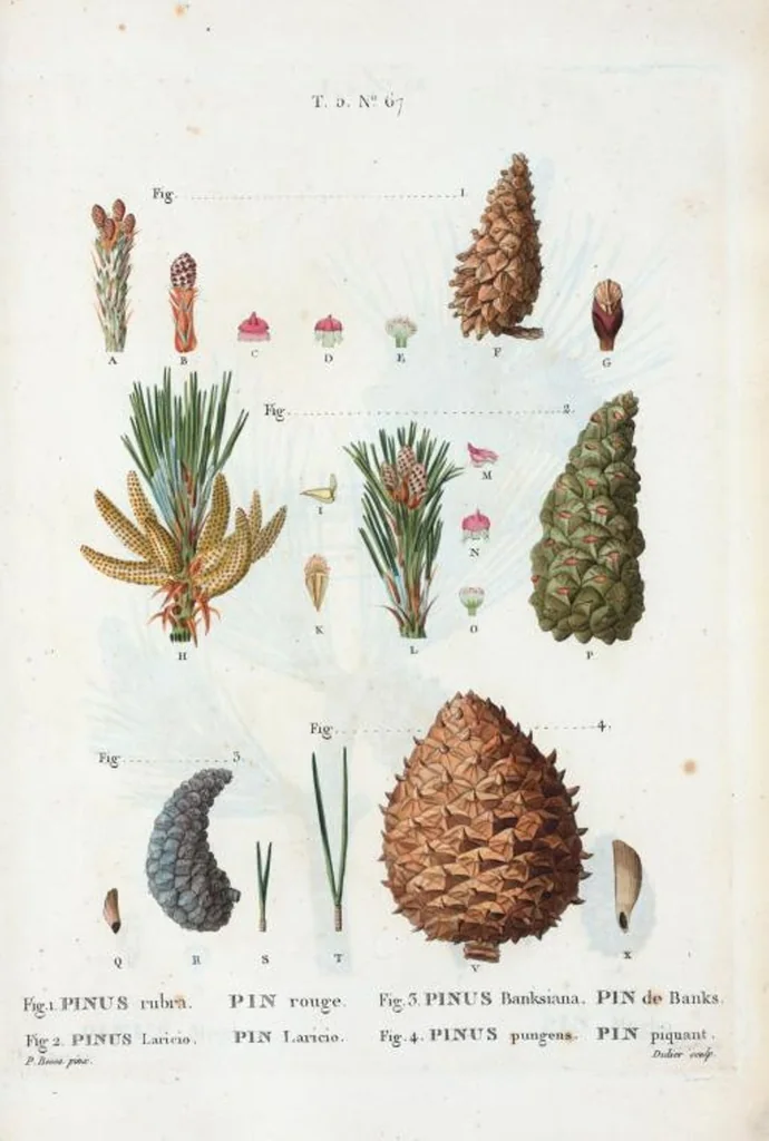 An illustration from Nouveau Duhamel, 1801, leaf 329