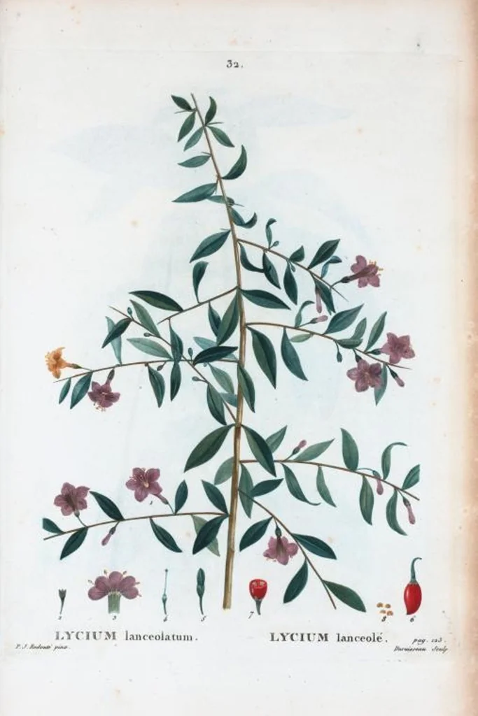An illustration from Nouveau Duhamel, 1801, leaf 33