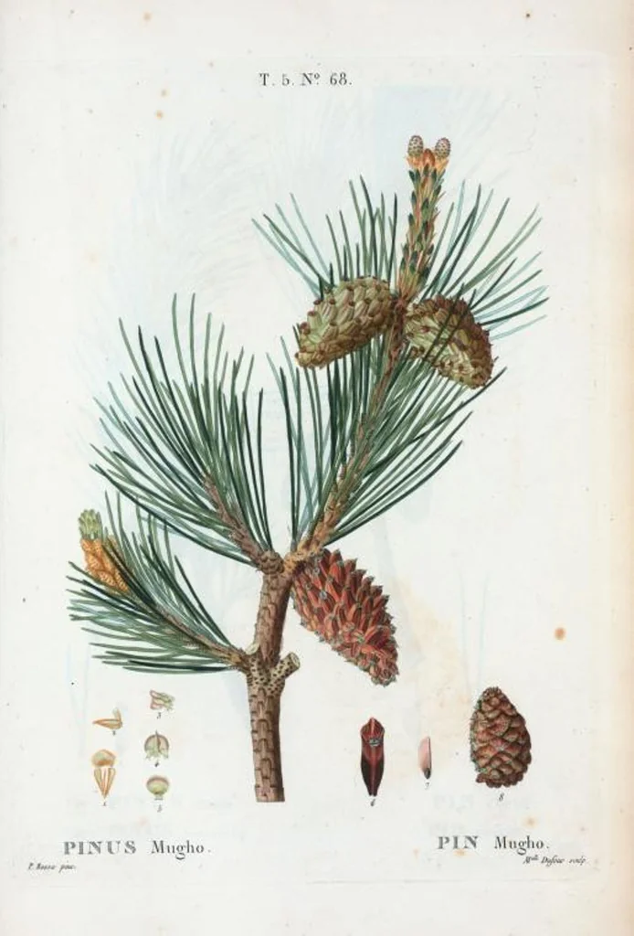 An illustration from Nouveau Duhamel, 1801, leaf 330