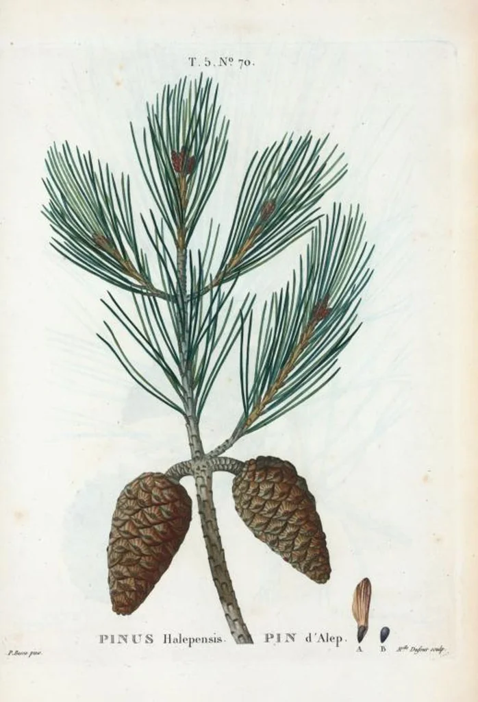An illustration from Nouveau Duhamel, 1801, leaf 332