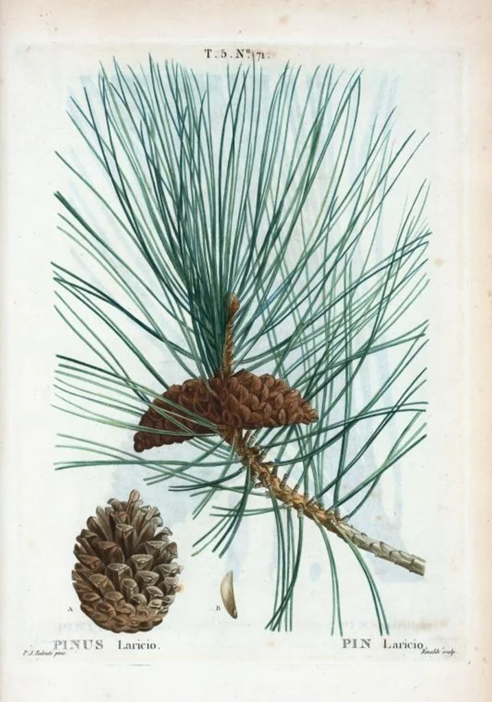 An illustration from Nouveau Duhamel, 1801, leaf 333