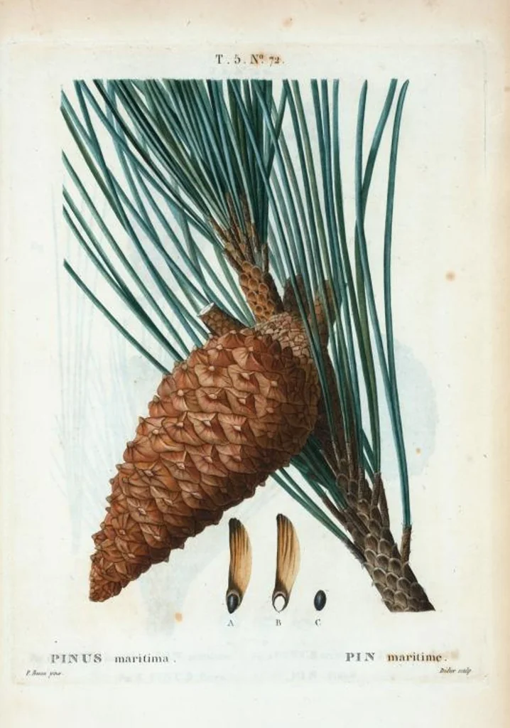 An illustration from Nouveau Duhamel, 1801, leaf 334