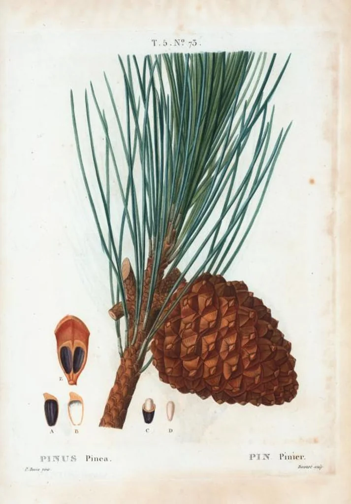 An illustration from Nouveau Duhamel, 1801, leaf 336