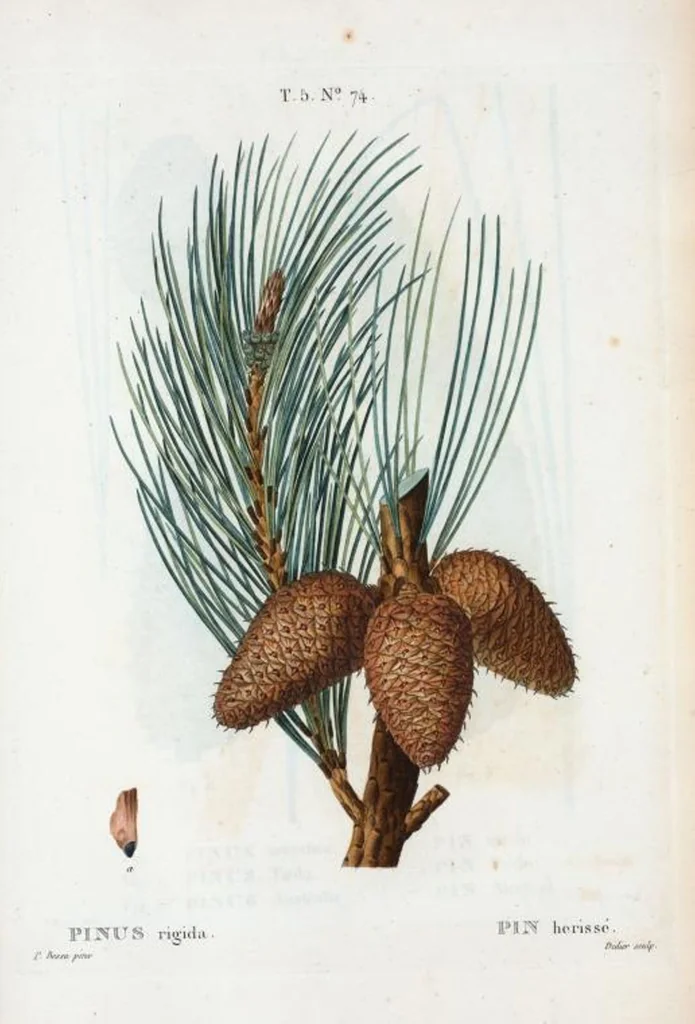 An illustration from Nouveau Duhamel, 1801, leaf 337