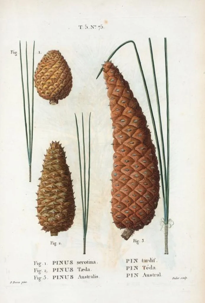 An illustration from Nouveau Duhamel, 1801, leaf 338