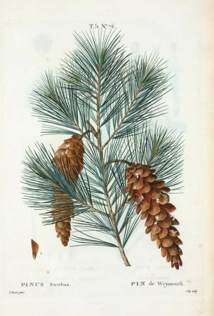 An illustration from Nouveau Duhamel, 1801, leaf 339