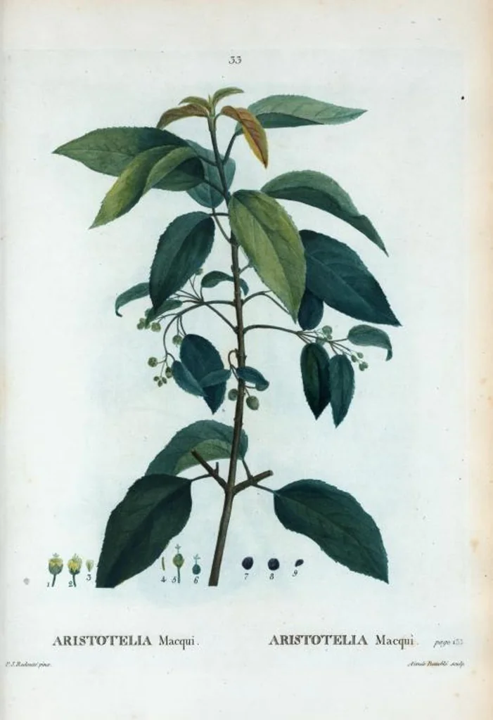 An illustration from Nouveau Duhamel, 1801, leaf 34