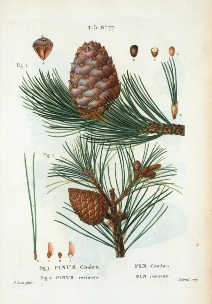 An illustration from Nouveau Duhamel, 1801, leaf 340