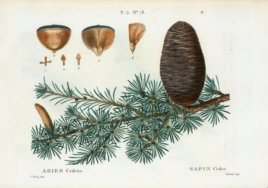 An illustration from Nouveau Duhamel, 1801, leaf 341