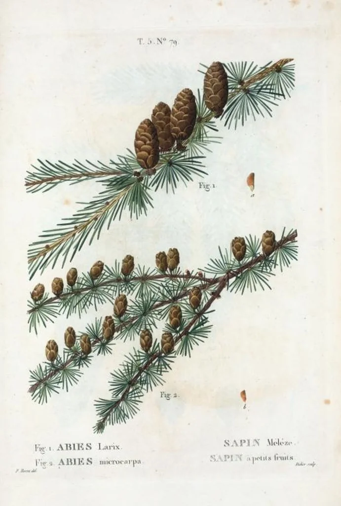 An illustration from Nouveau Duhamel, 1801, leaf 342