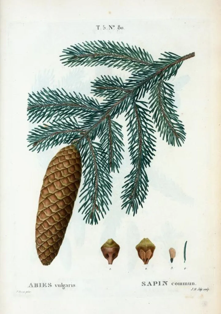 An illustration from Nouveau Duhamel, 1801, leaf 343